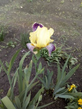 Декоративные садовые растения. - IMG_20190613_172014.jpg