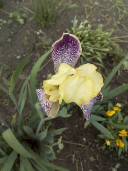 Декоративные садовые растения. - IMG_20190613_172046.jpg