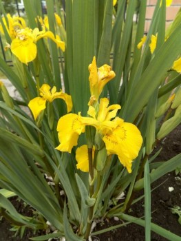 Декоративные садовые растения. - IMG_20190615_101543.jpg