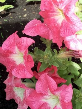 Декоративные садовые растения. - IMG_20190606_101147.jpg