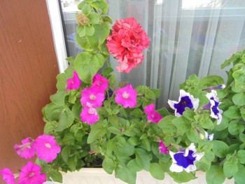 Мои комнатные растения. - DSC04382.JPG