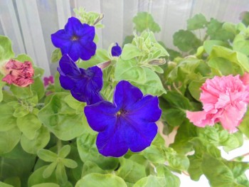 Мои комнатные растения. - DSC04384.JPG