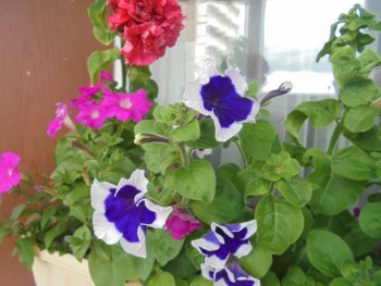 Мои комнатные растения. - DSC04386.JPG