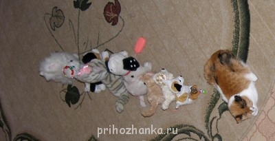 Кого из животных вы содержите? Фото приветствуется. - P7179609 - копия.JPG