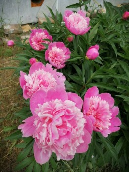 Декоративные садовые растения. - IMG_20190623_142538.jpg