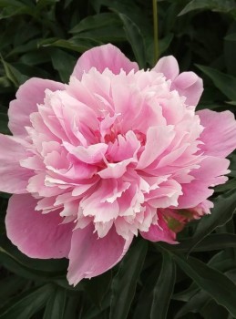 Декоративные садовые растения. - IMG-20190630-WA0009.jpg