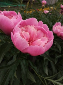 Декоративные садовые растения. - IMG-20190630-WA0020.jpg