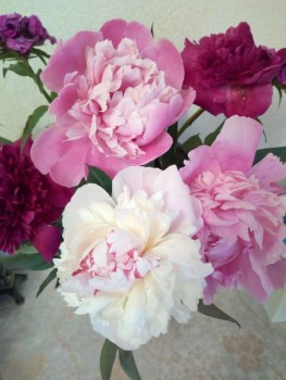 Декоративные садовые растения. - IMG_20190624_205357.jpg