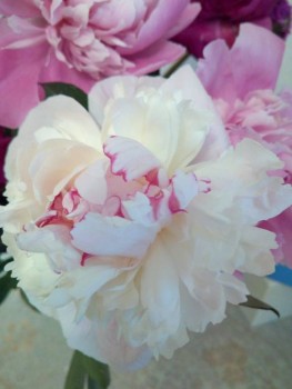 Декоративные садовые растения. - IMG_20190624_205450.jpg