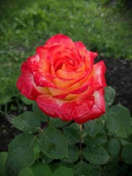 Декоративные садовые растения. - IMG-20190707-WA0034.jpg