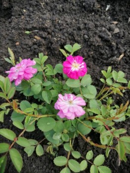 Декоративные садовые растения. - IMG-20190707-WA0011.jpg