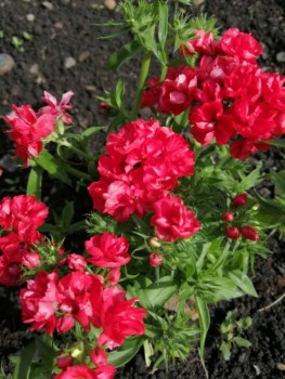 Декоративные садовые растения. - IMG-20190707-WA0012.jpg