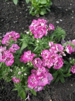 Декоративные садовые растения. - IMG-20190707-WA0013.jpg