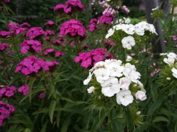 Декоративные садовые растения. - IMG-20190630-WA0011.jpg