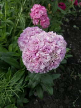 Декоративные садовые растения. - IMG-20190707-WA0002.jpg