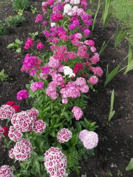 Декоративные садовые растения. - IMG-20190707-WA0005.jpg