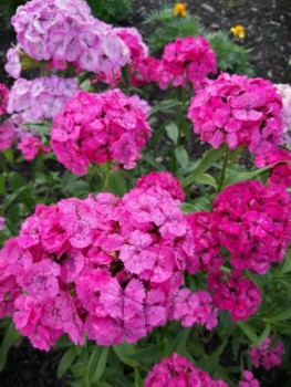 Декоративные садовые растения. - IMG-20190707-WA0006.jpg