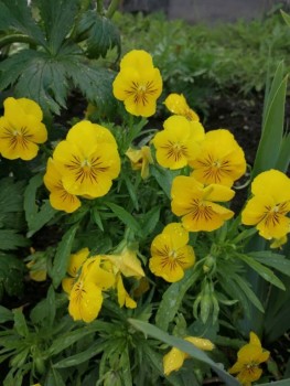 Декоративные садовые растения. - IMG-20190707-WA0010.jpg