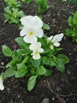 Декоративные садовые растения. - IMG-20190707-WA0035.jpg