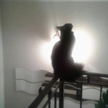 Кого из животных вы содержите? Фото приветствуется. - +7 900 252-10-10 20190711_150006.jpg