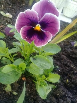 Декоративные садовые растения. - 20190720_174115.jpg