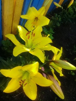 Декоративные садовые растения. - 20190720_174239.jpg