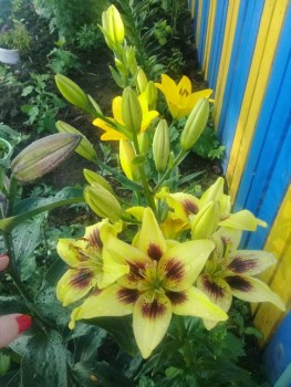 Декоративные садовые растения. - 20190720_174250.jpg