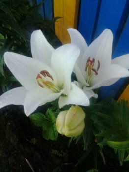 Декоративные садовые растения. - 20190720_174314.jpg