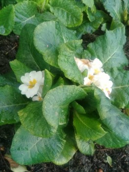 Декоративные садовые растения. - 20190720_174343.jpg