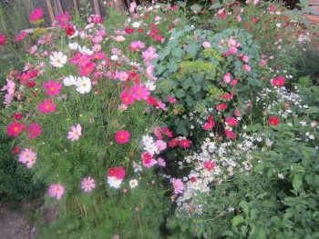 Декоративные садовые растения. - космея.jpg