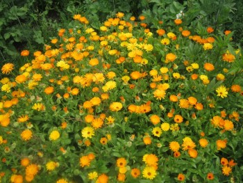 Декоративные садовые растения. - ноготки.jpg