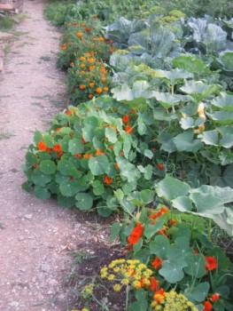 Декоративные садовые растения. - дорожка.jpg
