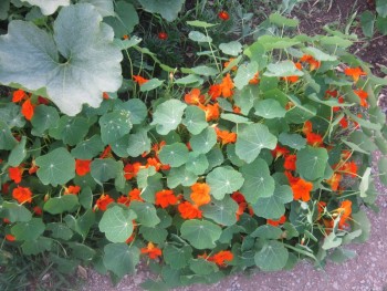 Декоративные садовые растения. - настур.jpg