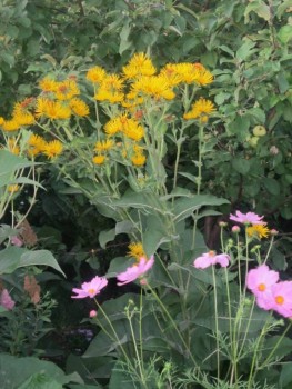 Декоративные садовые растения. - девясил.jpg