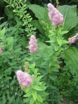 Декоративные садовые растения. - спирея.jpg