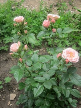 Дыхание роз - розы.jpg