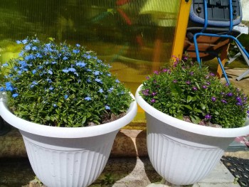 Декоративные садовые растения. - 20190728_121450.jpg