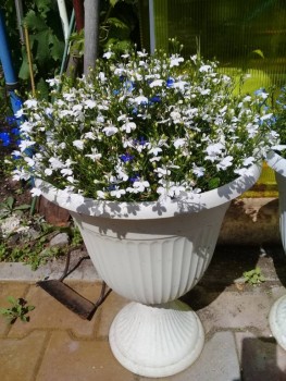 Декоративные садовые растения. - 20190728_121439.jpg