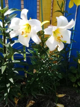 Декоративные садовые растения. - 20190728_121422.jpg