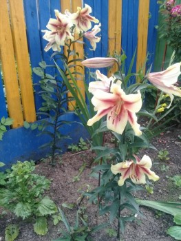 Декоративные садовые растения. - 20190727_155536.jpg