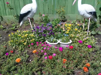 Декоративные садовые растения. - 20190728_121348.jpg