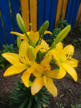 Декоративные садовые растения. - 20190727_155547.jpg