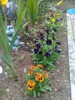 Декоративные садовые растения. - 20190727_155552.jpg