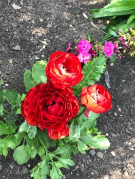 Декоративные садовые растения. - IMG-20190724-WA0001.jpg