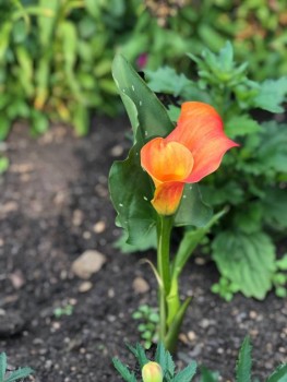 Декоративные садовые растения. - IMG-20190724-WA0010.jpg