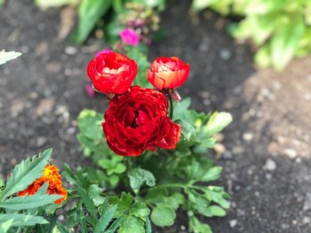 Декоративные садовые растения. - IMG-20190724-WA0003.jpg