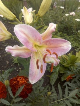 Декоративные садовые растения. - IMG_20190730_175941.jpg