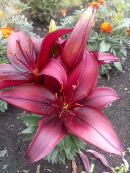 Декоративные садовые растения. - IMG_20190730_180006.jpg