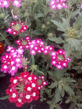 Декоративные садовые растения. - IMG_20190730_180106.jpg