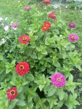 Декоративные садовые растения. - IMG_20190730_180328.jpg